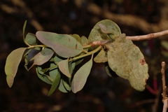 Tapinanthus forbesii image
