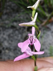 Disa obliqua