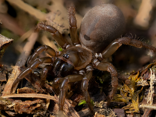 Pacific Foldingdoor Spider