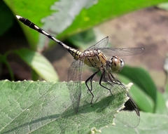 Diplacodes trivialis