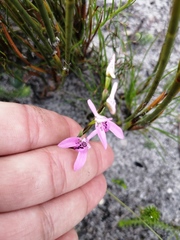 Disa obliqua