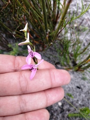 Disa obliqua
