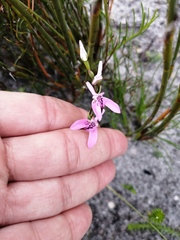 Disa obliqua