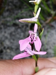 Disa obliqua