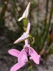 Disa obliqua