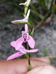 Disa obliqua