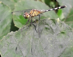 Diplacodes trivialis