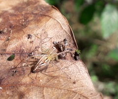 Oxyopidae