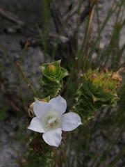 Roella amplexicaulis
