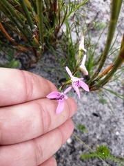 Disa obliqua
