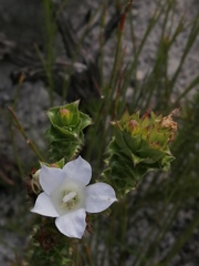 Roella amplexicaulis