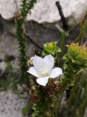 Roella amplexicaulis