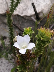 Roella amplexicaulis