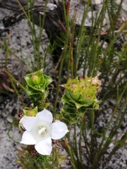 Roella amplexicaulis