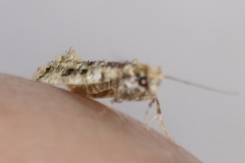 Clemens' Bark Moth photo 5