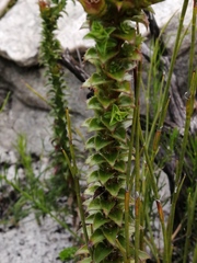 Roella amplexicaulis