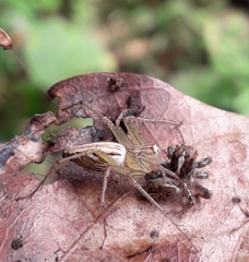 Oxyopidae