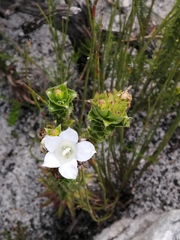 Roella amplexicaulis