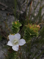 Roella amplexicaulis