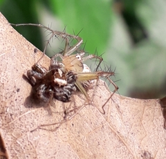 Oxyopidae