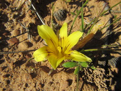 Romulea tortuosa