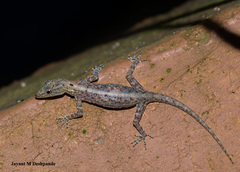 Cnemaspis littoralis