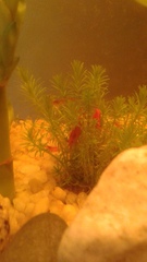 Neocaridina davidi