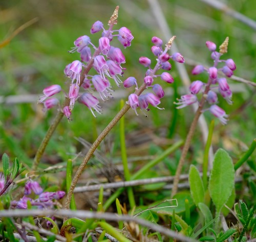 Lachenalia juncifolia