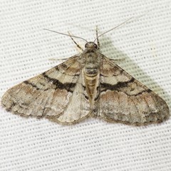 Prionomelia spododea