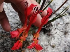 Babiana ringens australis