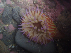 Epiactis thompsoni