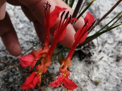Babiana ringens australis