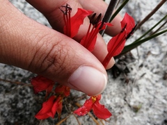 Babiana ringens australis