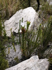 Roella amplexicaulis