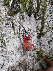 Babiana ringens australis