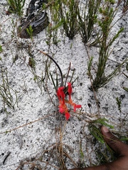 Babiana ringens australis