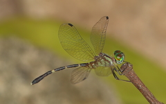 Nannophlebia eludens