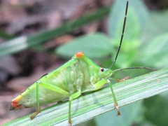 Acanthosoma labiduroides