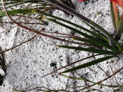Babiana ringens australis