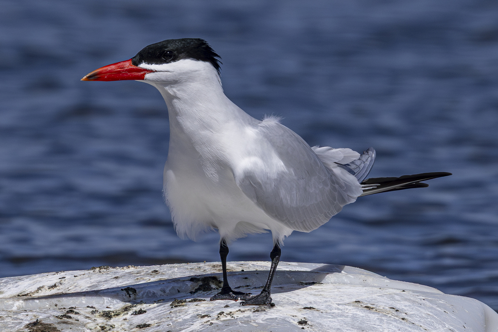 Caspian Tern photo