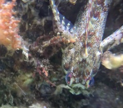 Lipophrys trigloides