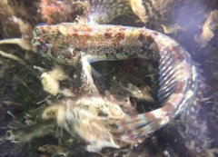 Lipophrys trigloides