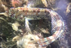 Lipophrys trigloides