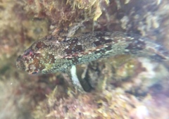 Lipophrys trigloides