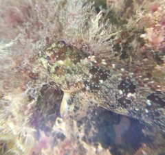 Lipophrys trigloides