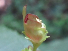 Scrophularia kakudensis