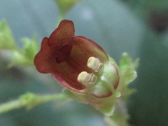 Scrophularia kakudensis