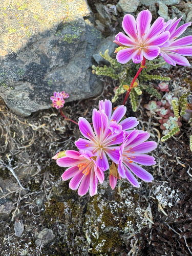 Petit Lewisia 4
