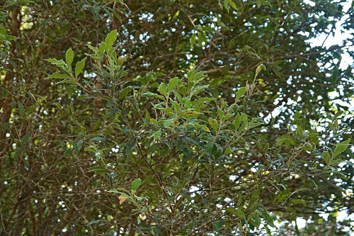 Image of Notelaea longifolia by (c) Max Campbell, some rights reserved (CC BY)