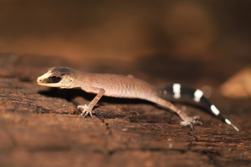 Chameleon Gecko, Carphodactylus laevis